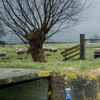 Polder met schapen achter een hek