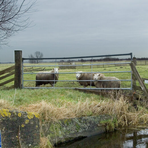 Polder met schapen achter een hek