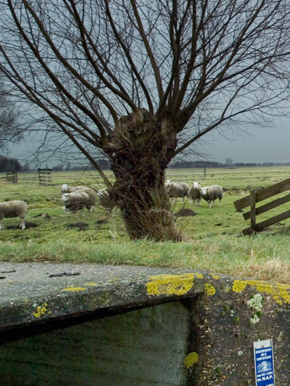 Polder met schapen achter een hek