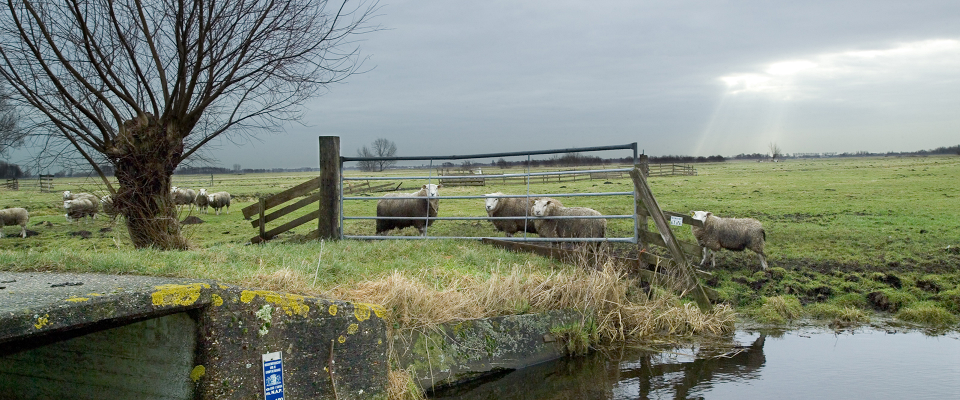 Polder met schapen achter een hek