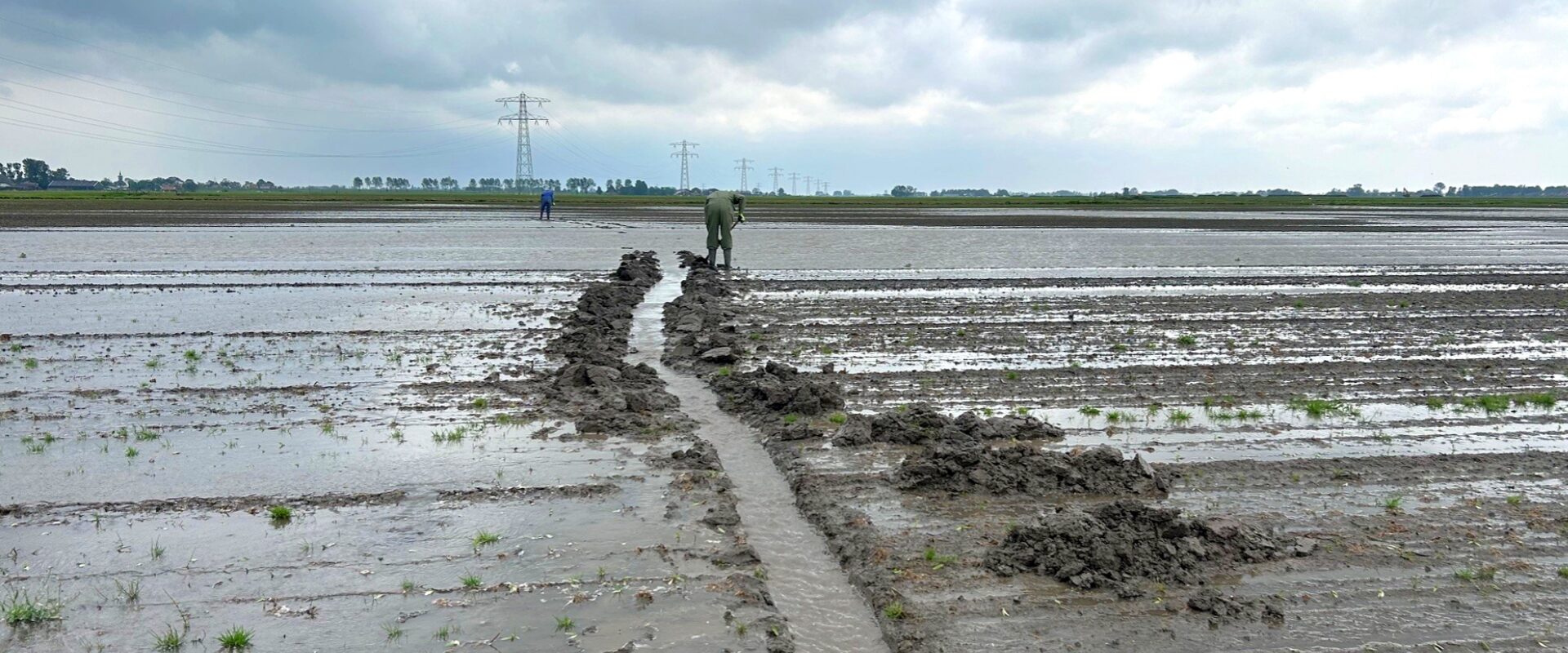 Regenoverlast op een aardappelveld