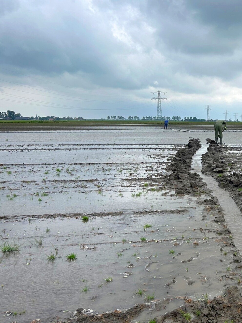 Regenoverlast op een aardappelveld