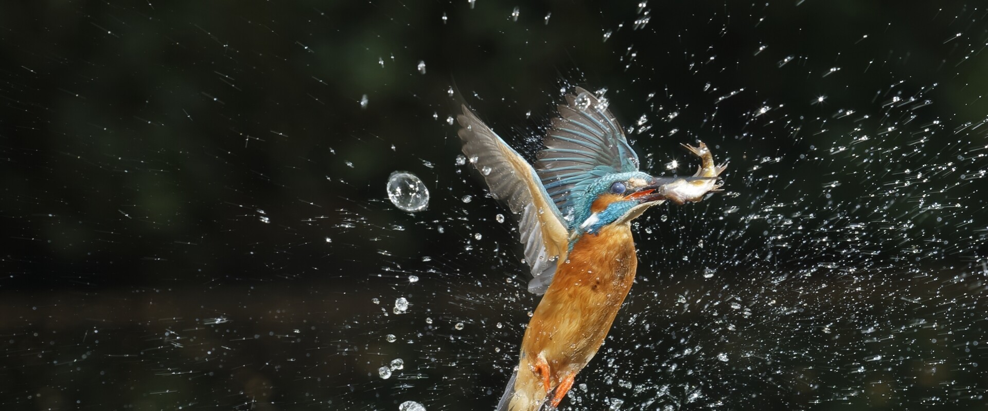 ijsvogel