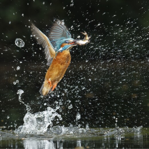 ijsvogel