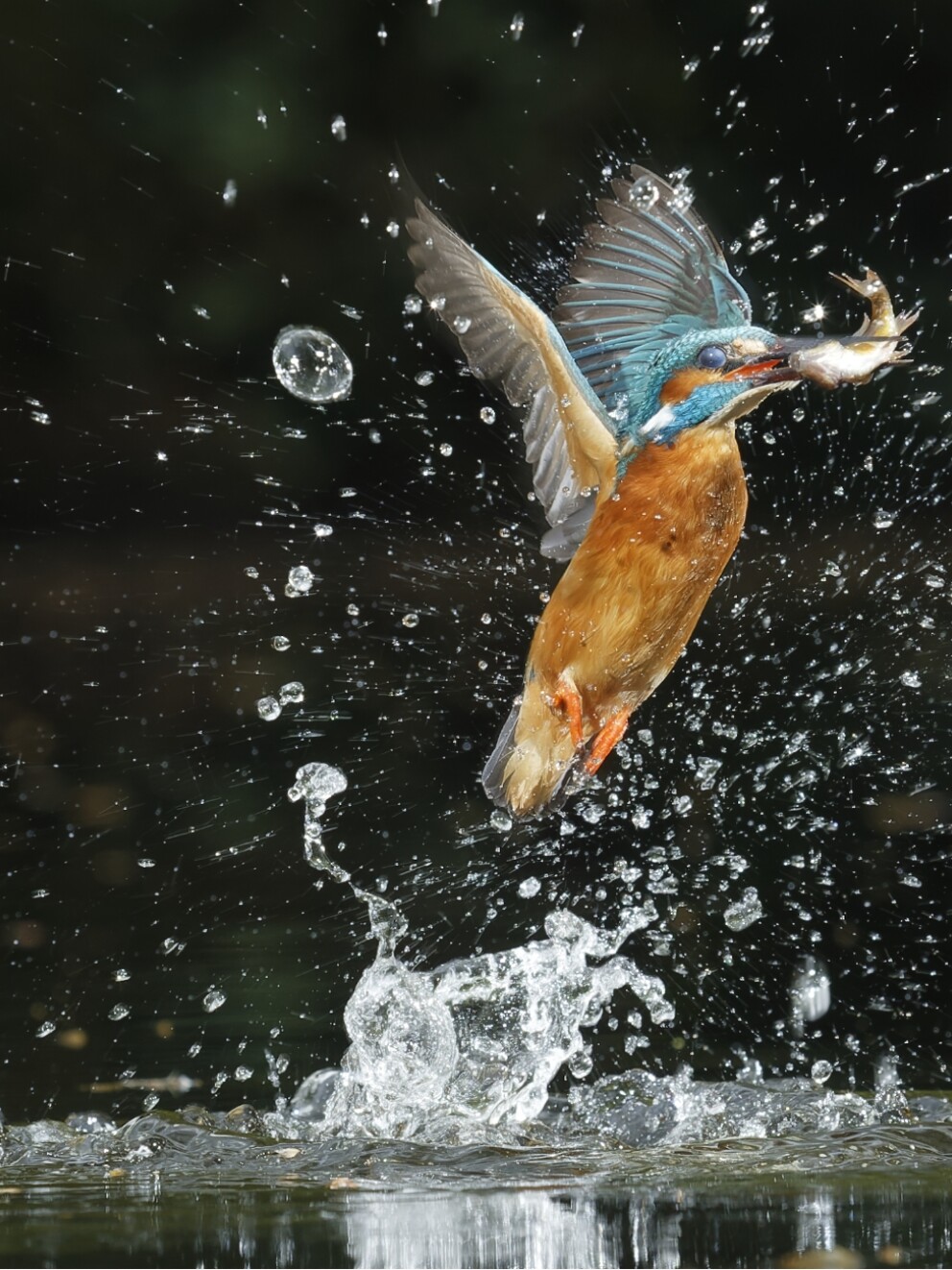 ijsvogel
