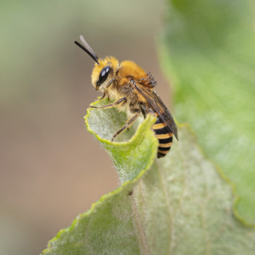 Close-up van een bij op de rand van een groen blad, met doorop een wesp. Een geel-zwart gestreept achterlijf, harige poten, antennes en grote zwarte ogen. De achtergrond is onscherp met groene en bruine tinten.