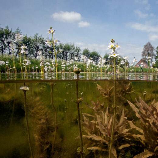 Onderwaterfoto van een vijver met bloeiende waterplanten. De bovenste helft toont lucht en bomen in de verte, de onderste helft laat onderwaterplanten zien.